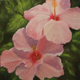 Highslide JS